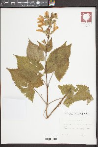 Salvia glutinosa image