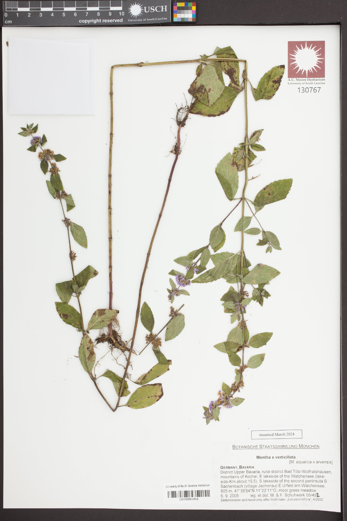 Mentha x verticillata image