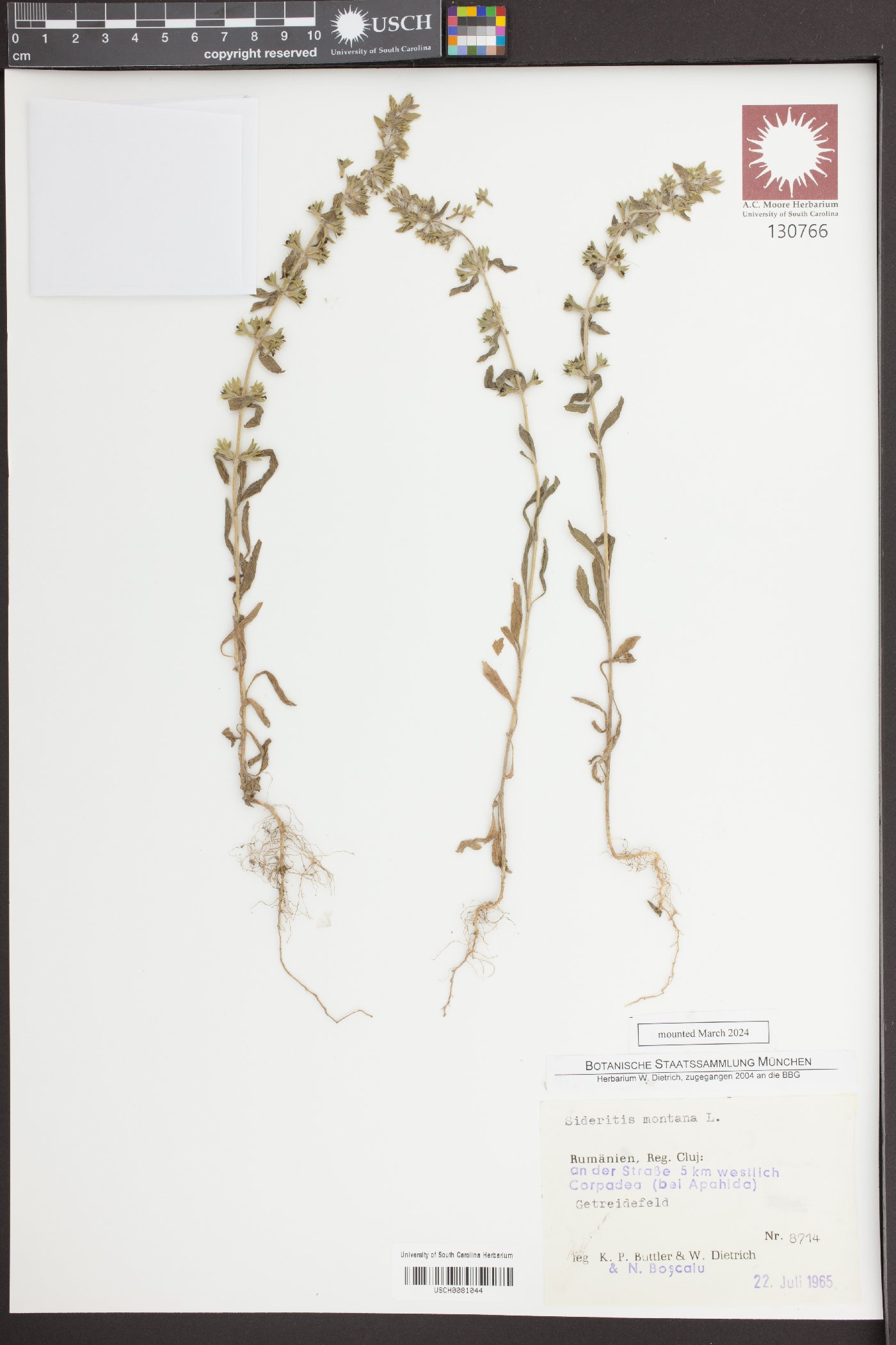 Sideritis montana image