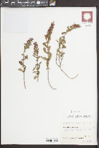 Teucrium chamaedrys image