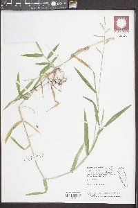 Urochloa distachya image