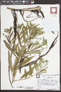 Ludwigia leptocarpa image