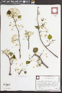 Pyrus calleryana image