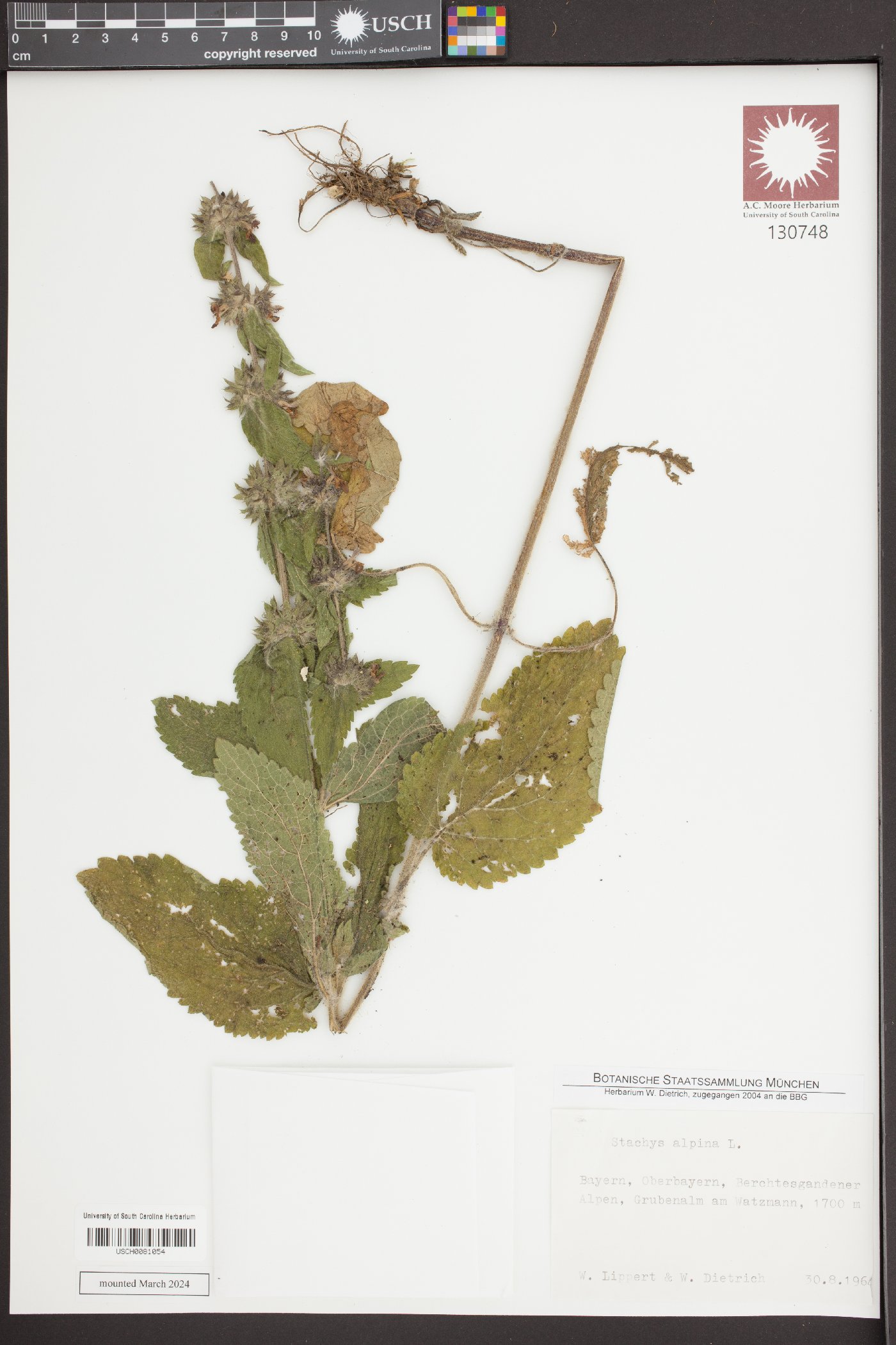 Stachys alpina image