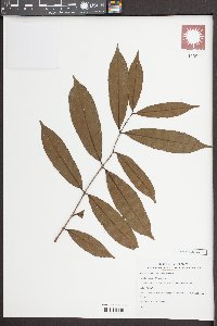 Salacia chinensis image