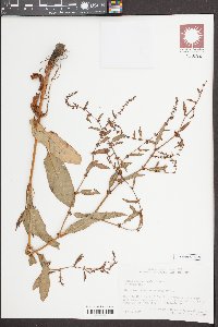 Rumex conglomeratus image