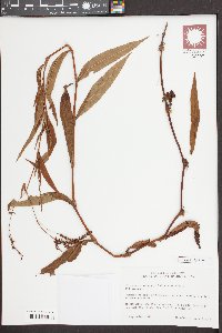 Polygonum setaceum image