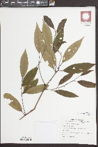 Litsea baviensis image