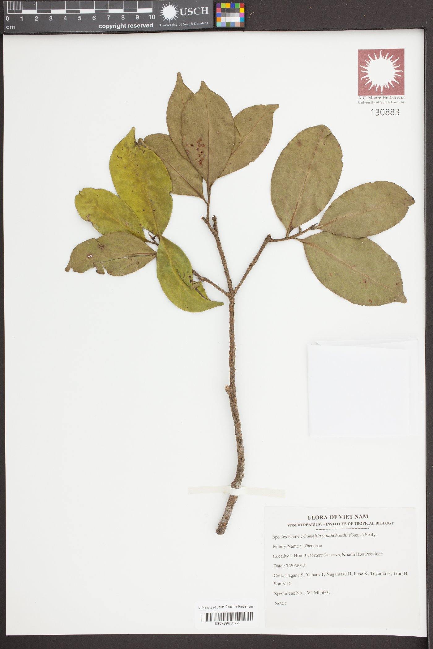 Camellia gaudichaudii image