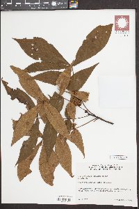 Carya pallida image