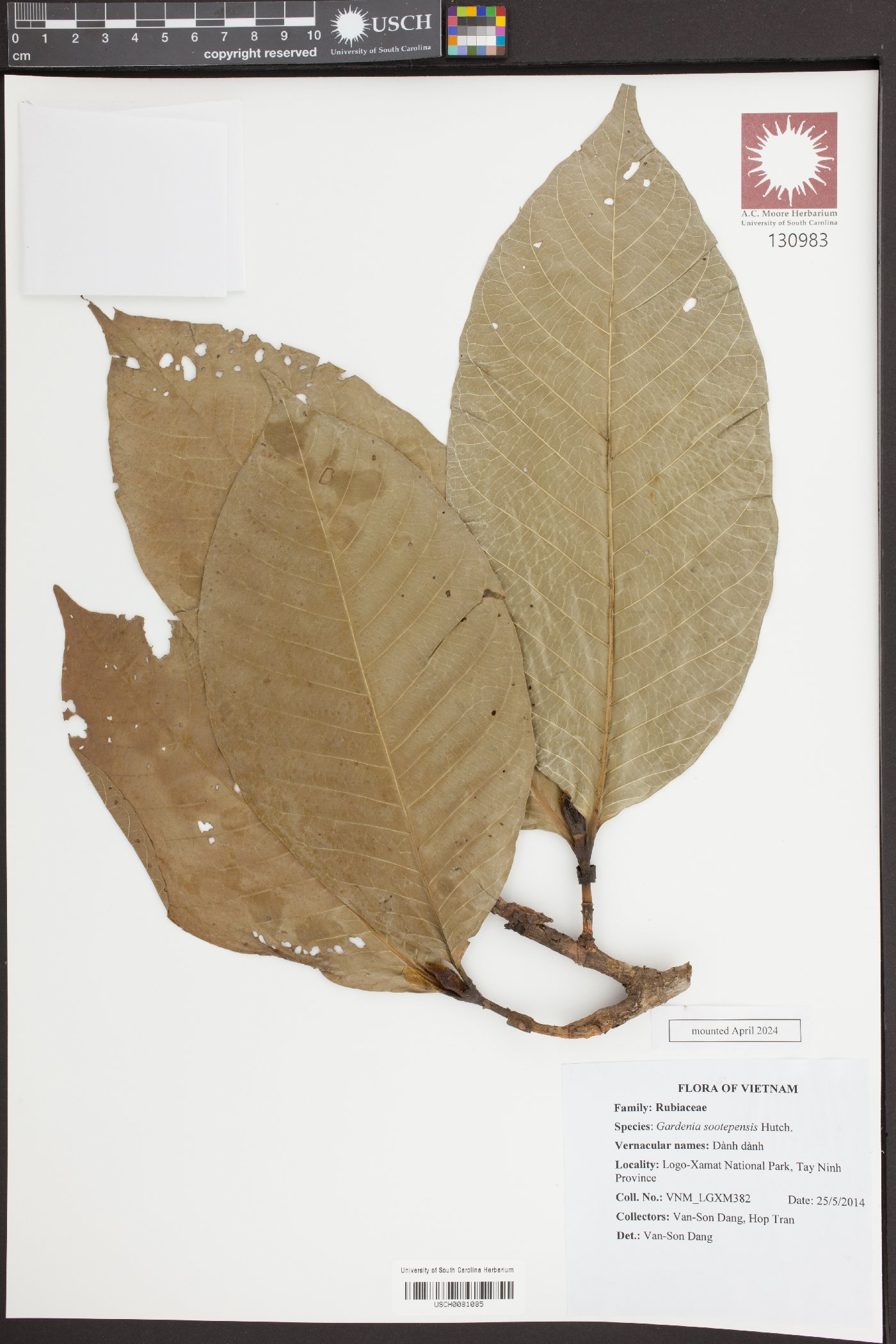 Gardenia sootepensis image