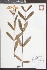 Holarrhena curtisii image