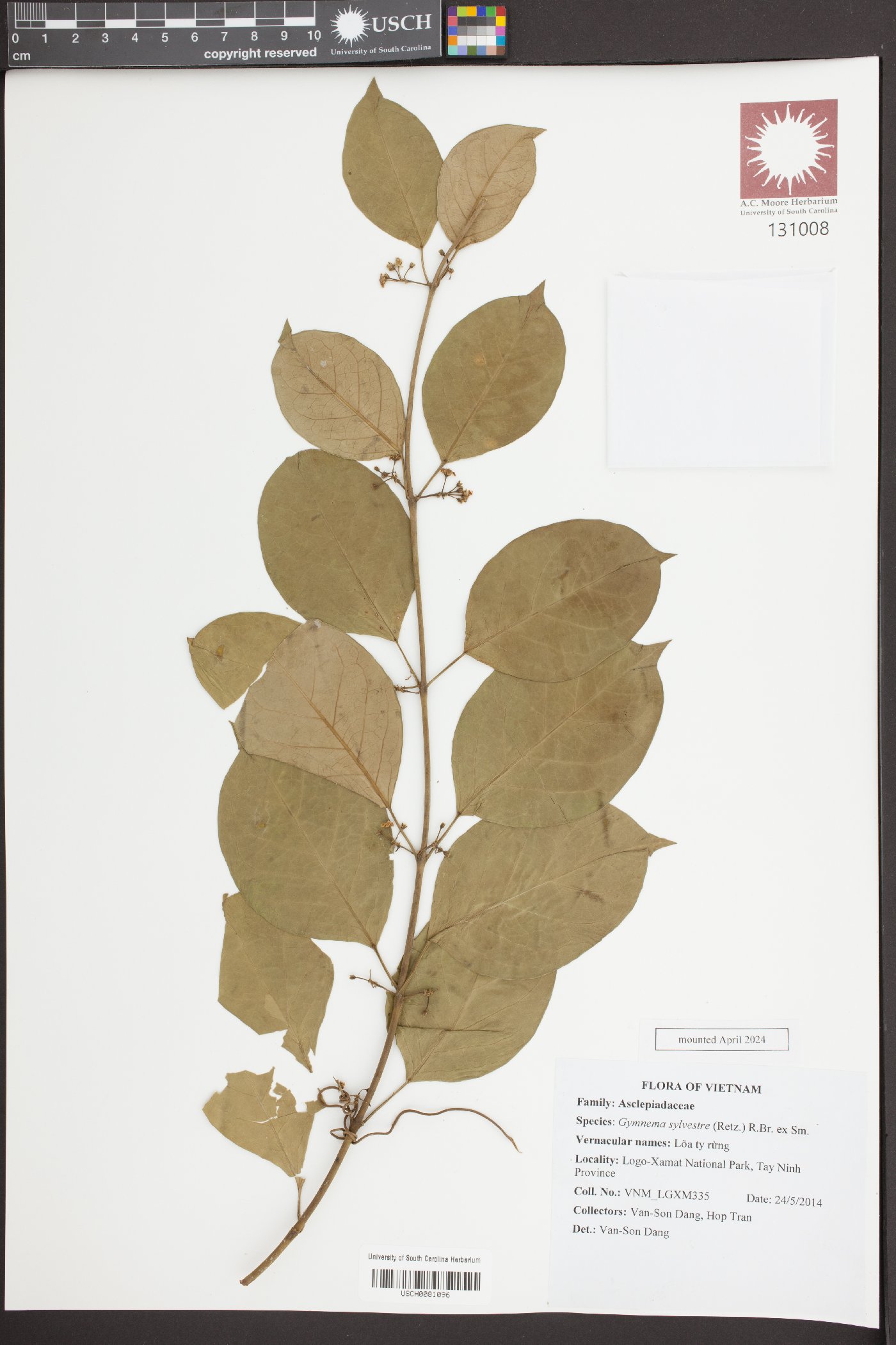 Gymnema sylvestre image