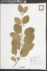 Gymnema sylvestre image