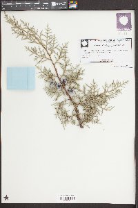 Cupressus arizonica image