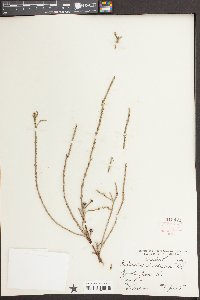 Cupressus lusitanica image