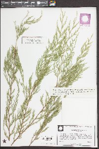 Cupressus funebris image