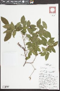 Eubotrys racemosa image