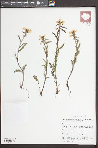 Pedicularis lapponica image