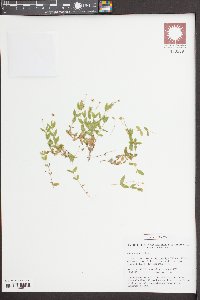 Moehringia lateriflora image