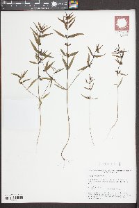 Melampyrum sylvaticum image