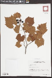 Vitis rotundifolia image