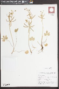 Ranunculus auricomus image