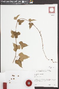 Dioscorea polystachya image