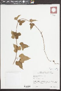 Dioscorea polystachya image