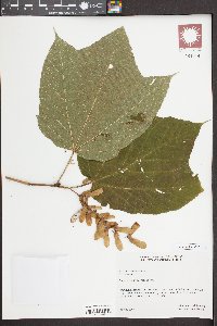 Acer pensylvanicum image