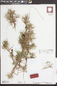 Dichanthelium strigosum image