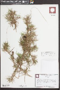 Dichanthelium strigosum image