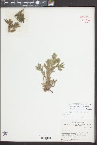 Buglossoides arvensis image