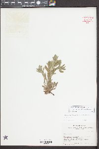 Buglossoides arvensis image