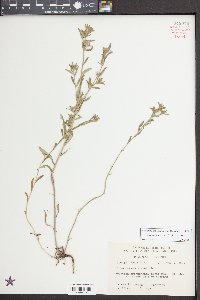 Buglossoides arvensis image