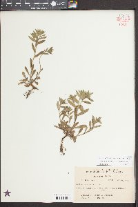 Buglossoides arvensis image