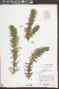 Egeria densa image