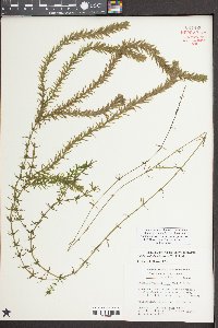 Hydrilla verticillata image