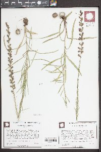 Liatris patens image