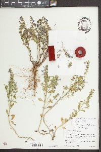 Scutellaria wrightii image