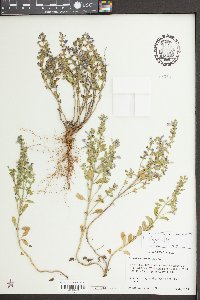 Scutellaria wrightii image