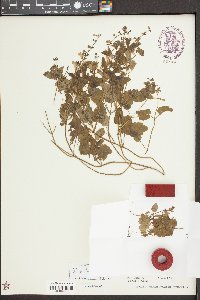 Scutellaria saxatilis image