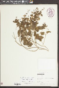 Scutellaria saxatilis image