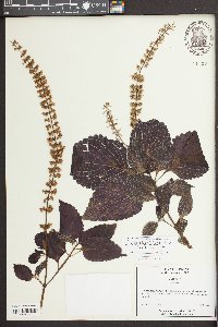 Solenostemon scutellarioides image