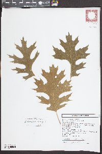 Quercus coccinea image