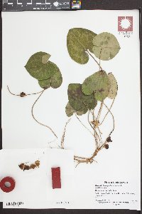 Hexastylis heterophylla image