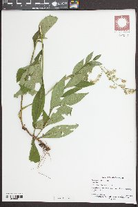 Solidago vaseyi image