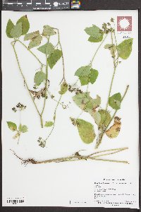 Thaspium trifoliatum image