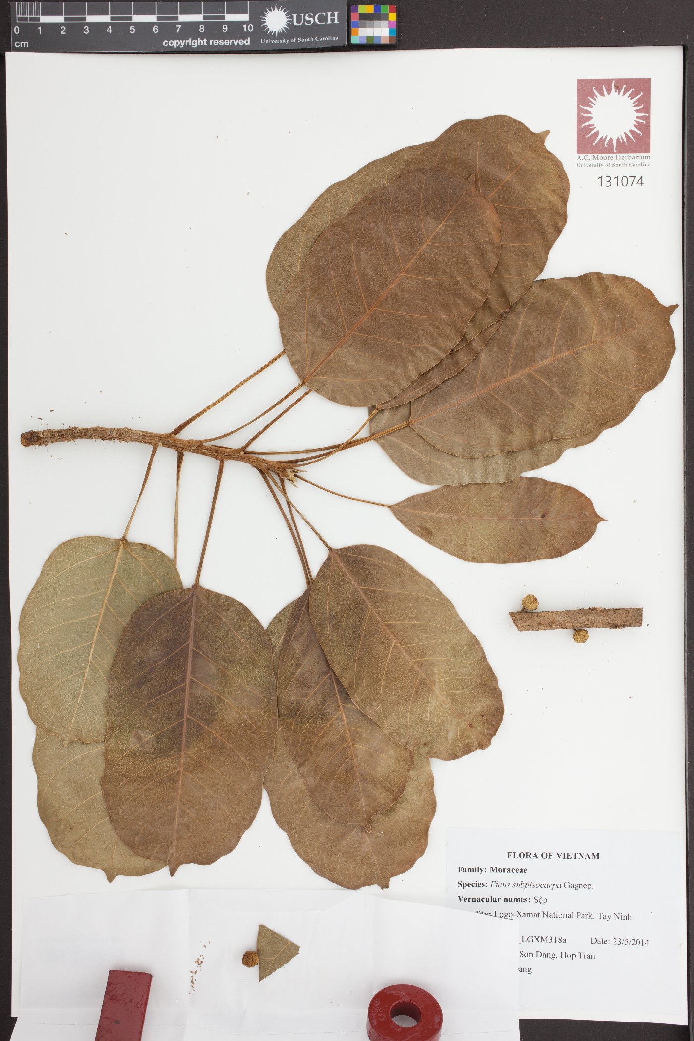 Ficus subpisocarpa image