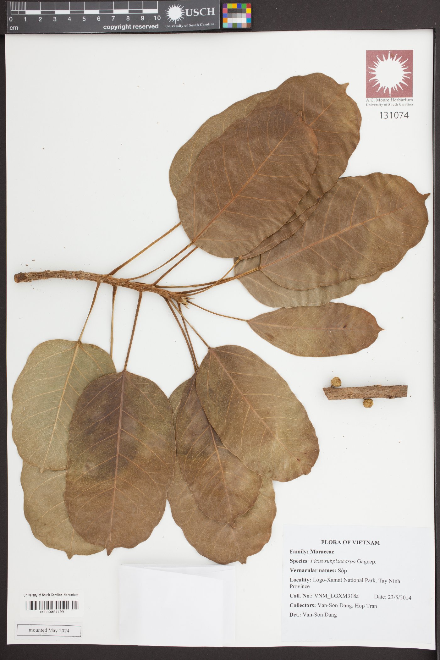 Ficus subpisocarpa image